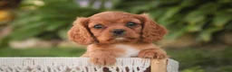 Cavalier King Charles Spaniel dogs for sale: Poppy Cavalier King Charles Spaniel - Ad 7