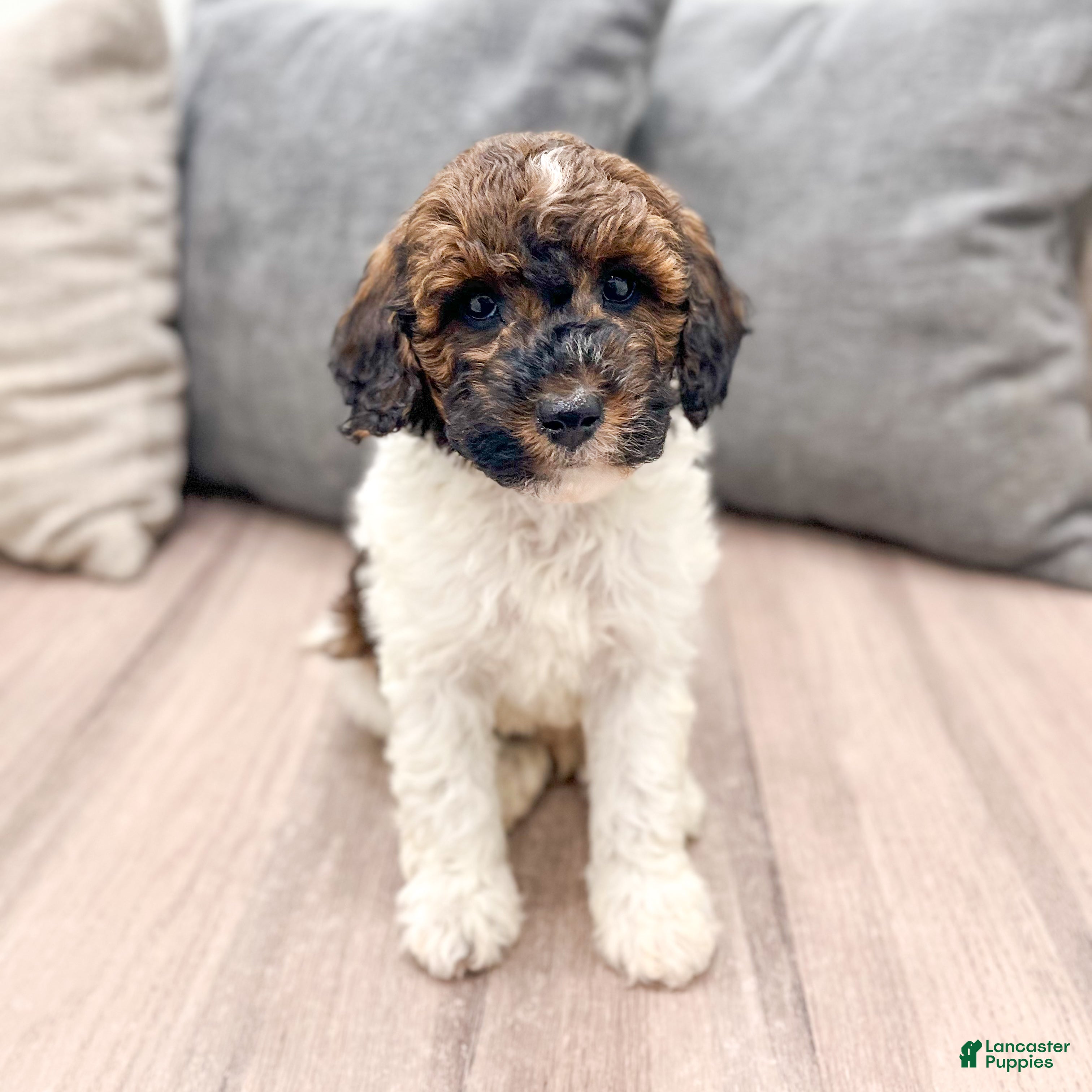 Miniature Poodle Puppies for sale in Sugarcreek, Ohio | Lancaster