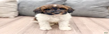Conner