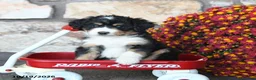 Mini Bernedoodle dogs for sale: Prince   - Ad 4
