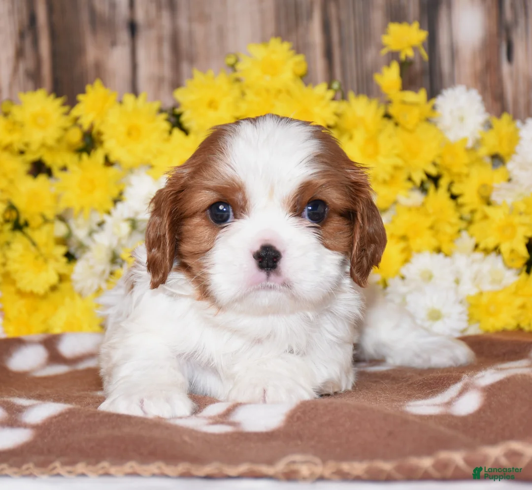 Cavalier King Charles Spaniel dogs for sale: Gunner - Ad 2