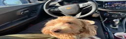 Havapoo dogs for sale: Havapoo 1 - Ad 2