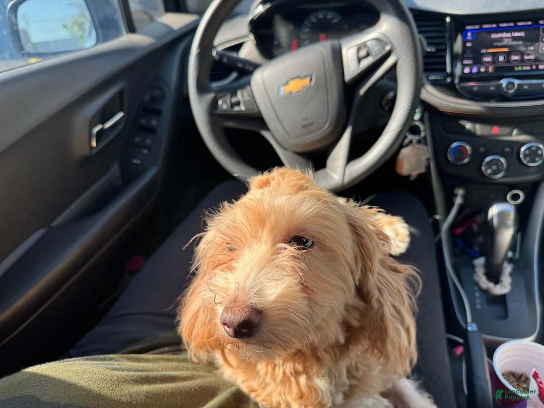 Havapoo dogs for sale: Havapoo 1 - Ad 2