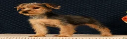 Yorkiepoo dogs for sale: Melody - Ad 6