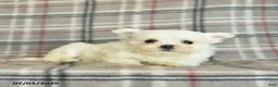 Maltese dogs for sale: Ruby  - Ad 5