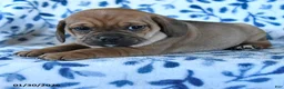 Puggle dogs for sale: Sunny  - Ad 2
