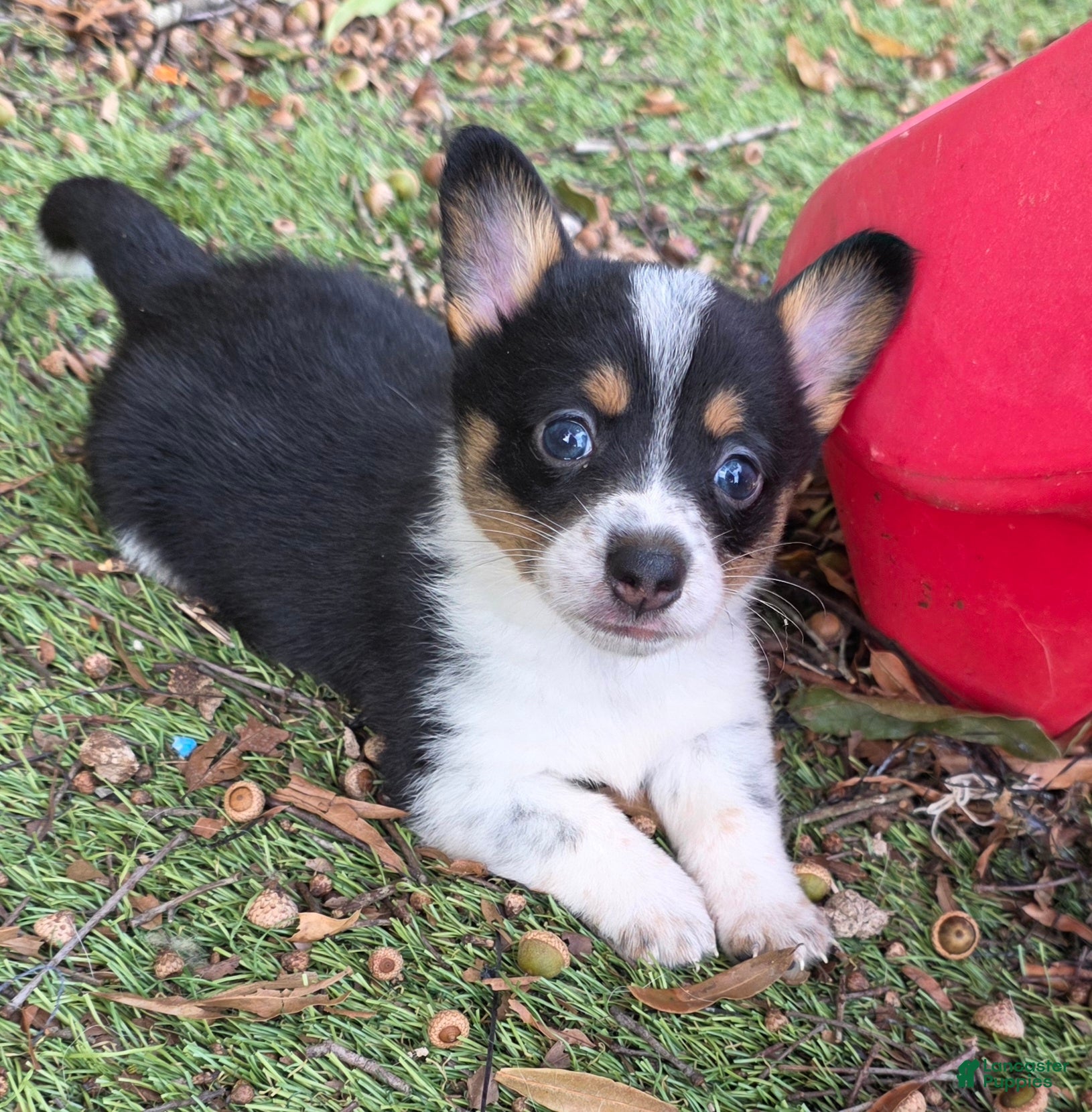 Mixed Breed dogs Pip (mini cowboy corgi) - Ad 1