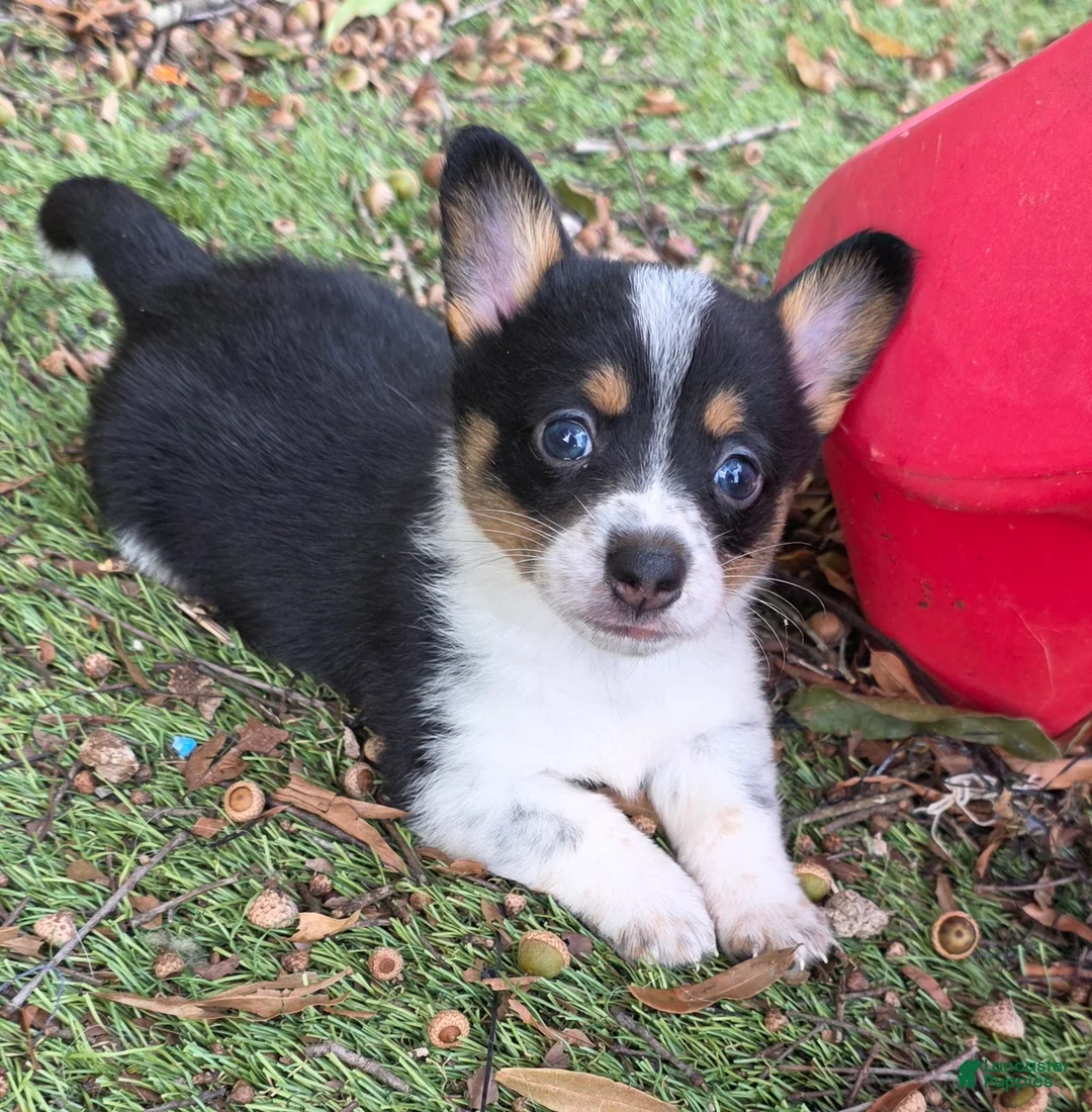 Mixed Breed dogs for sale: Pip (mini cowboy corgi) - Ad 1