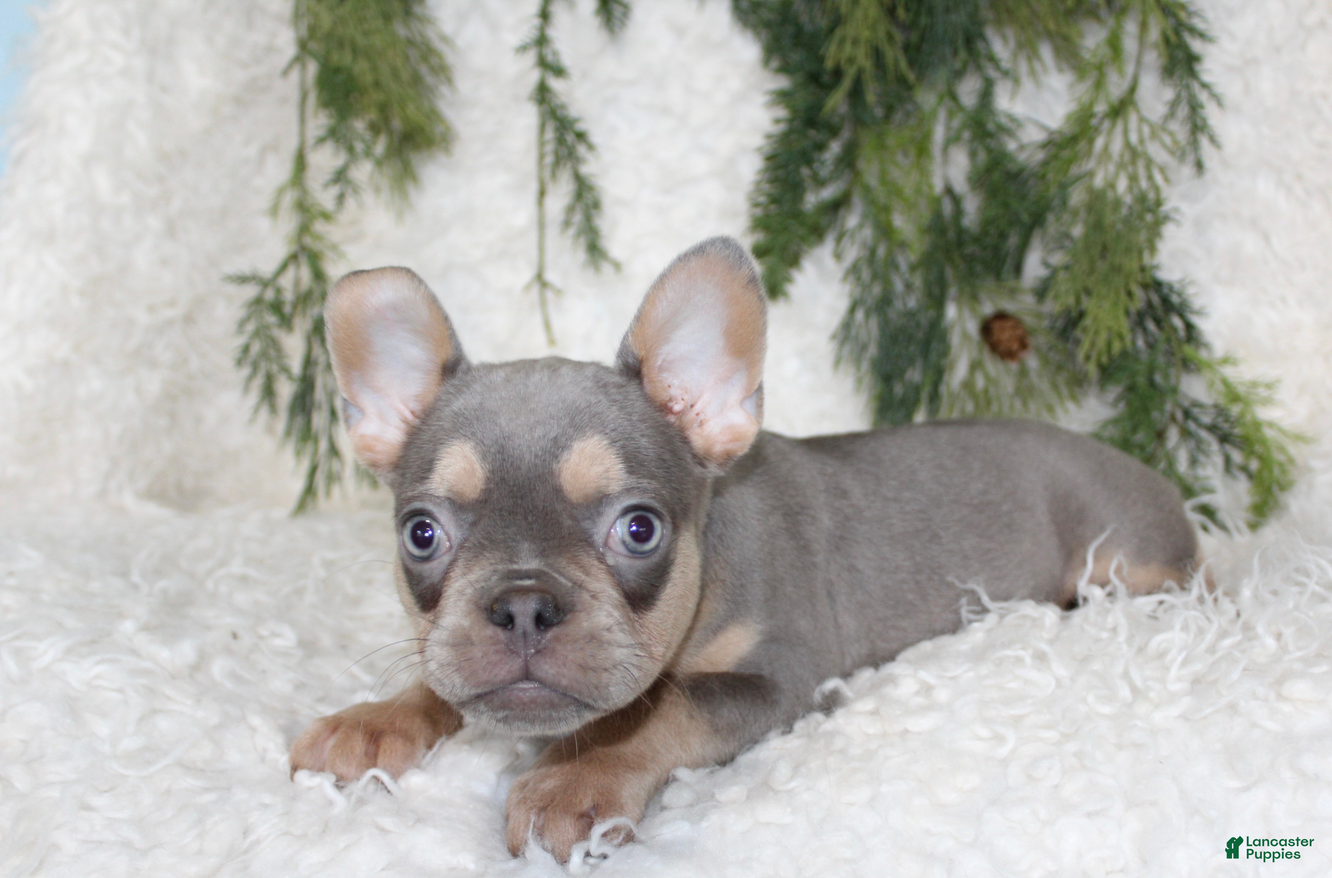 French Bulldog dogs for sale: Lucy - Ad 1