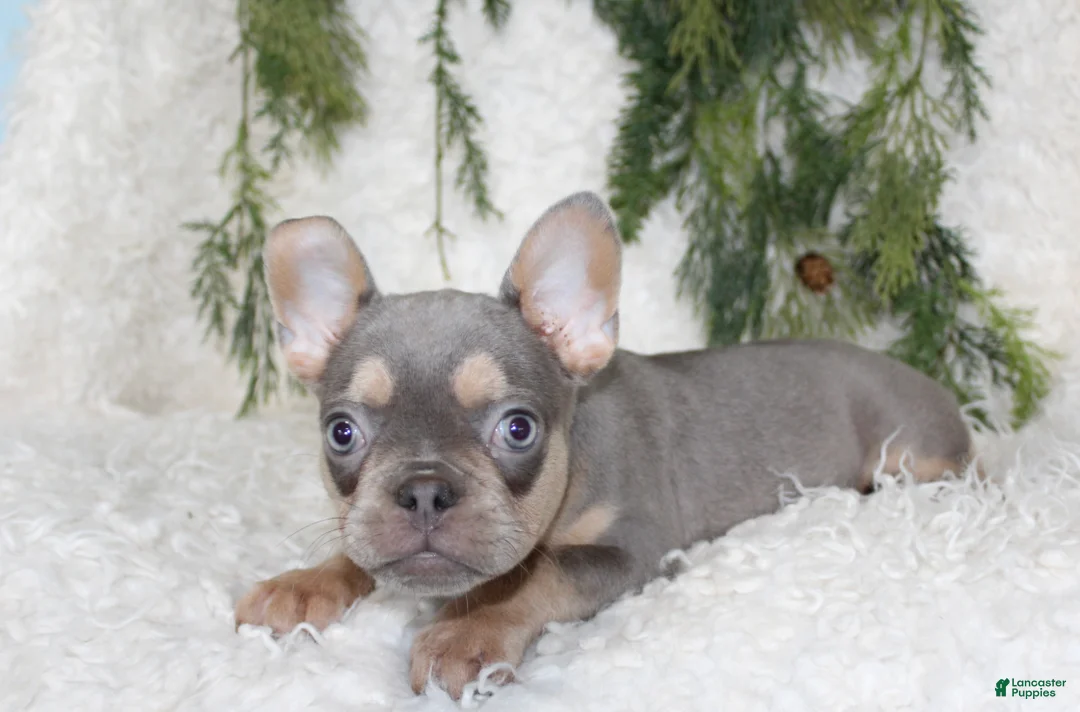 French Bulldog dogs for sale: Lucy - Ad 1
