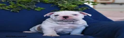 English Bulldog dogs for sale: Dozer - Ad 5