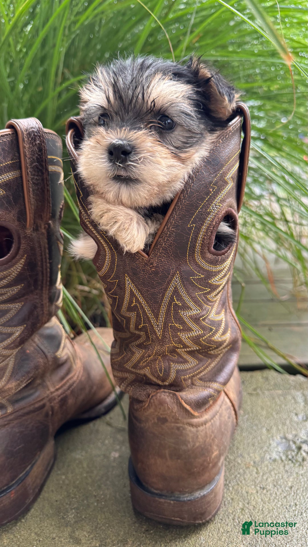 Morkie dogs for sale: Clover - Ad 2