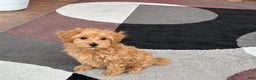 Maltipoo dogs for sale: Maltipoo Puppy 3 male - Ad 5