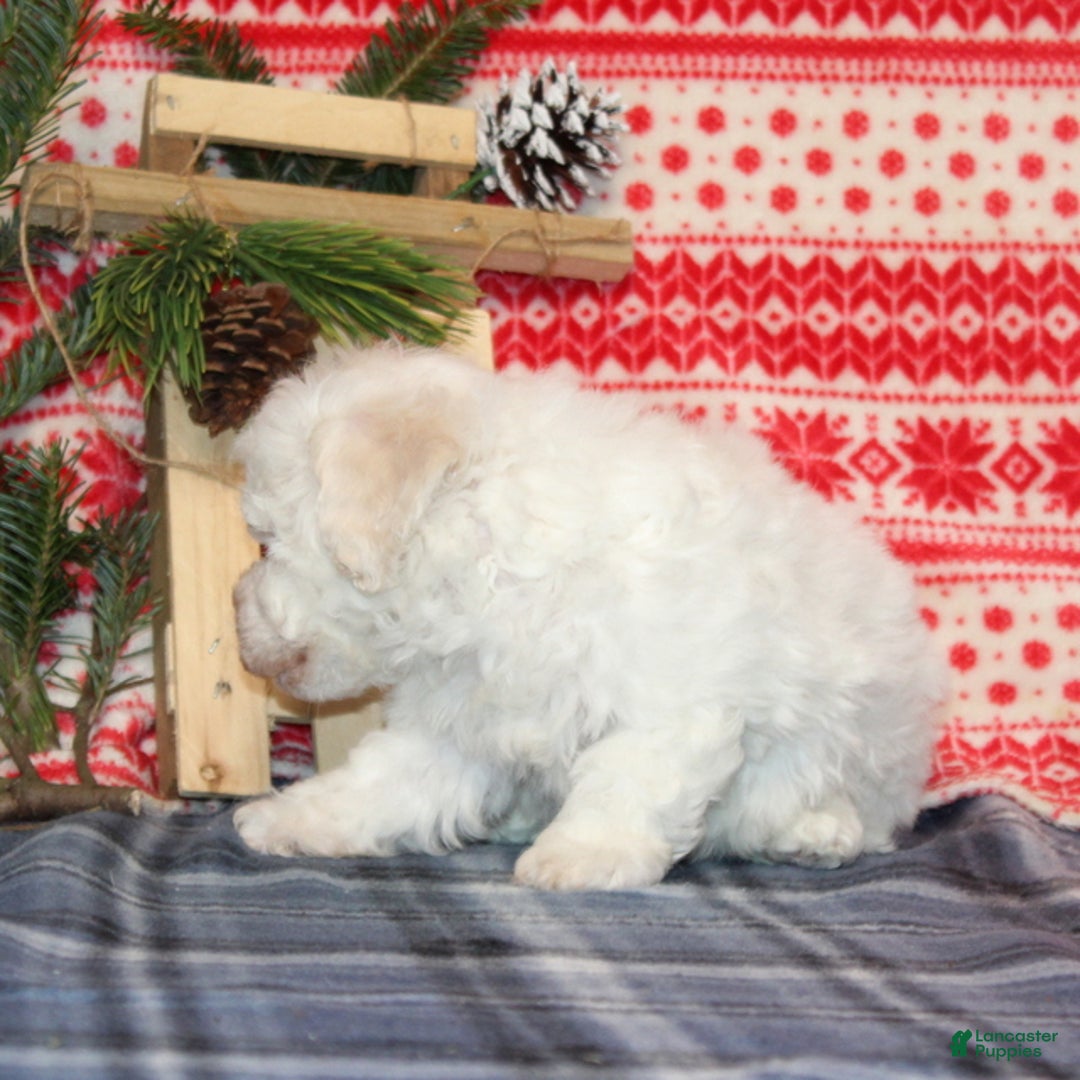 Bichon Frise dogs for sale: Iceburg - Ad 3