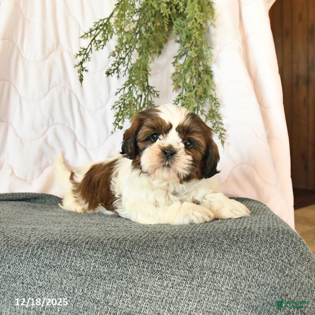 Shih Tzu dogs for sale: Cherry - Ad 2