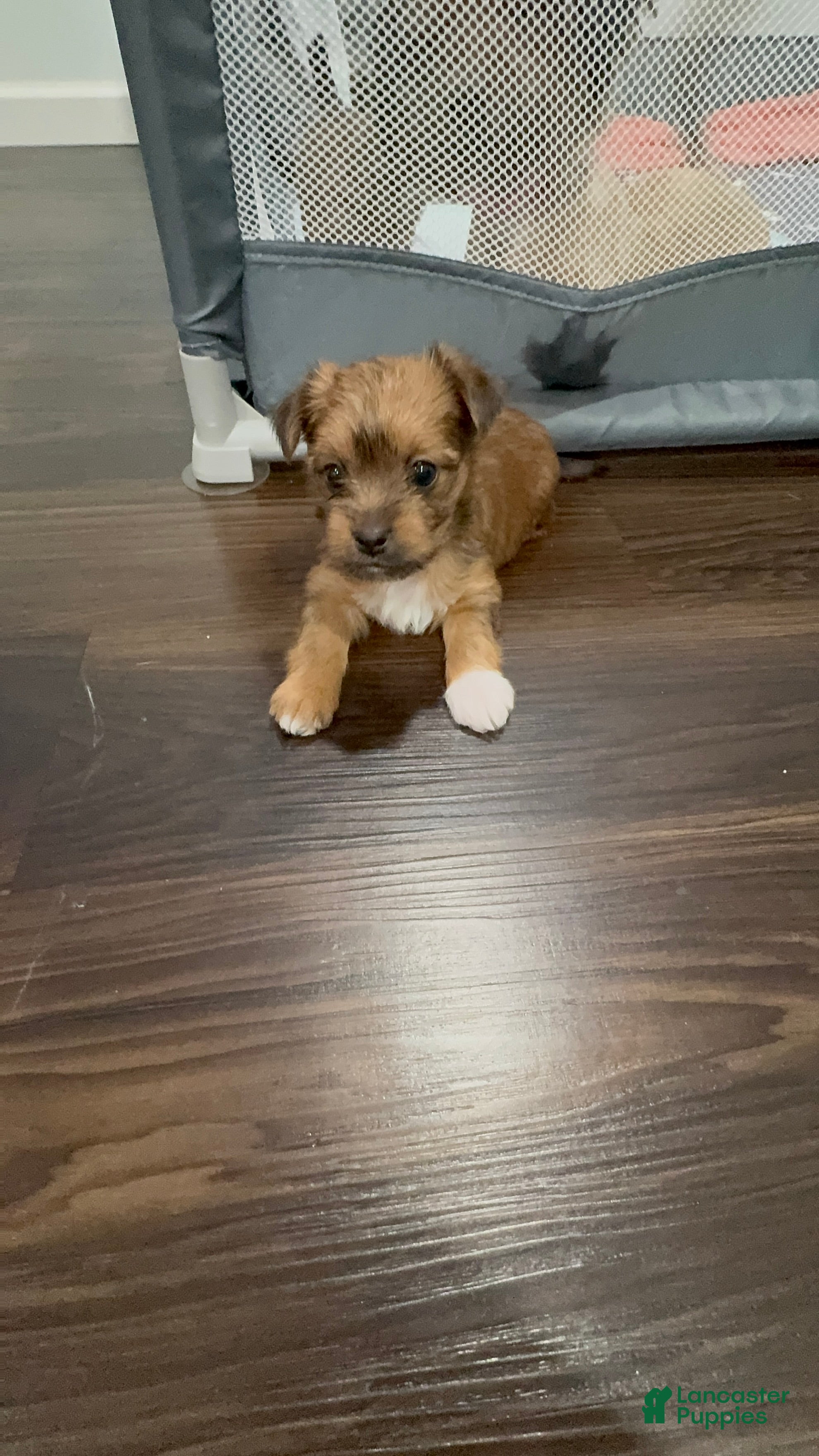 Yorkshire Terrier dogs Yorkshire Terrier Puppy 1 - Ad 37