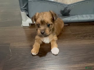 Yorkshire Terrier dogs Yorkshire Terrier Puppy 1 - Ad 37