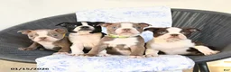 Boston Terrier dogs for sale: Christa - Ad 5