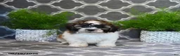 Mixed Breed dogs for sale: Fern - Ad 1