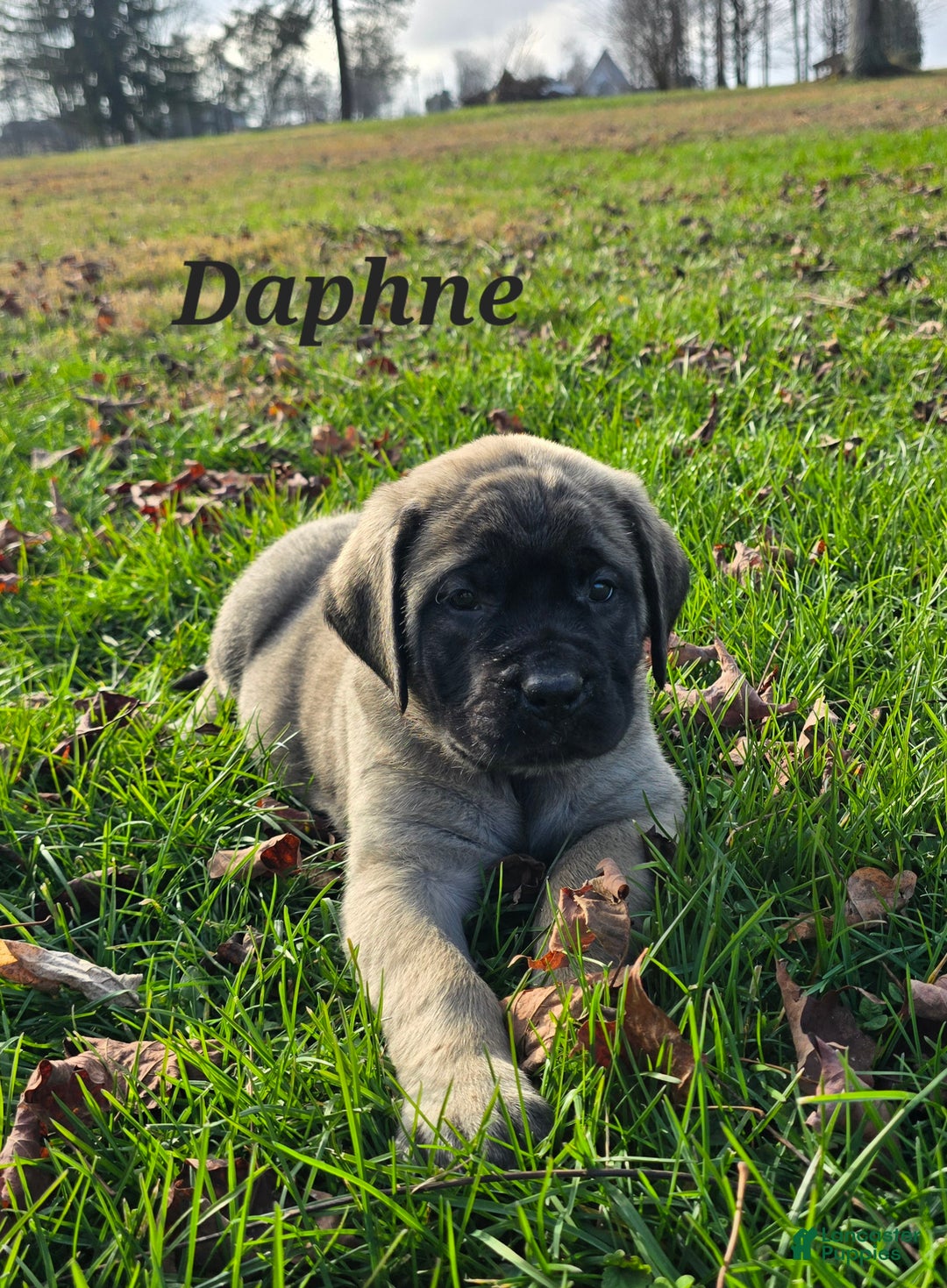 English Mastiff dogs for sale: Daphne  - Ad 3
