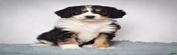 Bernedoodle dogs for sale: Ms. Velvet - Ad 5