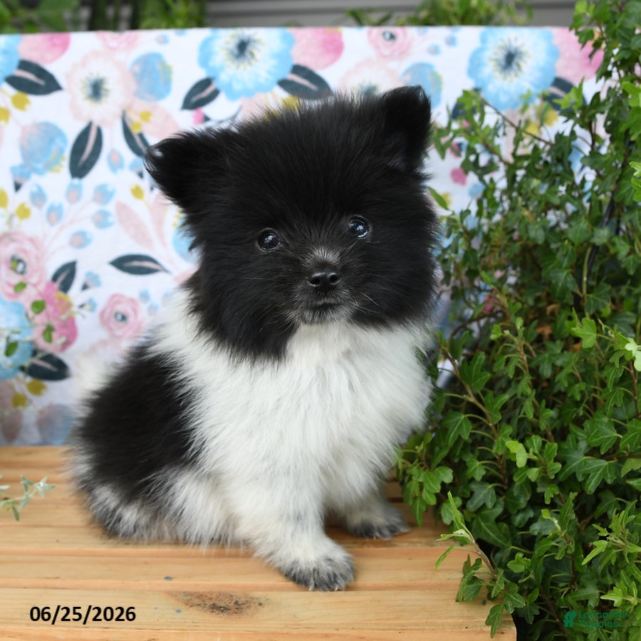 Pomeranian dogs Cheesy - Ad 2