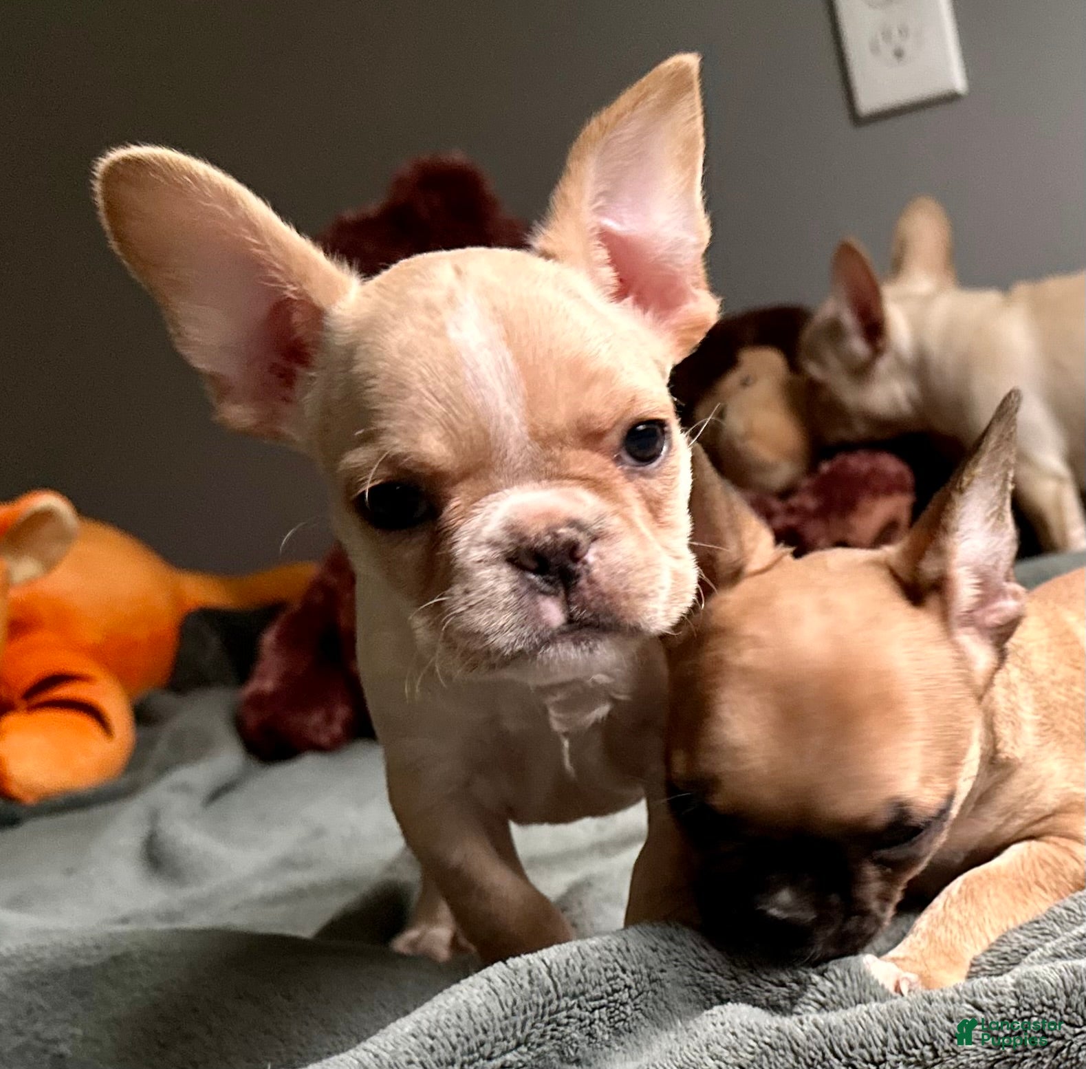 French Bulldog dogs for sale: French Bulldog Truffle  - Ad 35