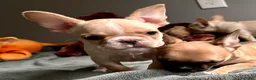 French Bulldog dogs for sale: French Bulldog Truffle  - Ad 1