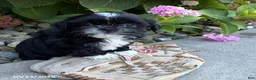 Shih Tzu dogs for sale: Kiki - Ad 3