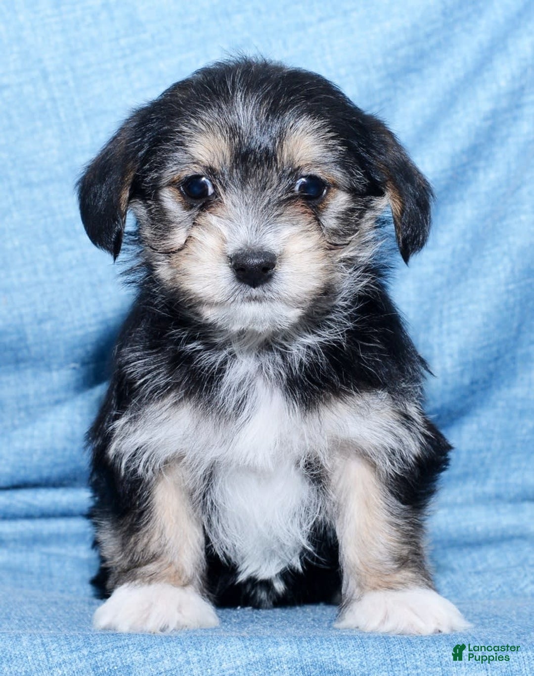 Gallery Image {{count}}