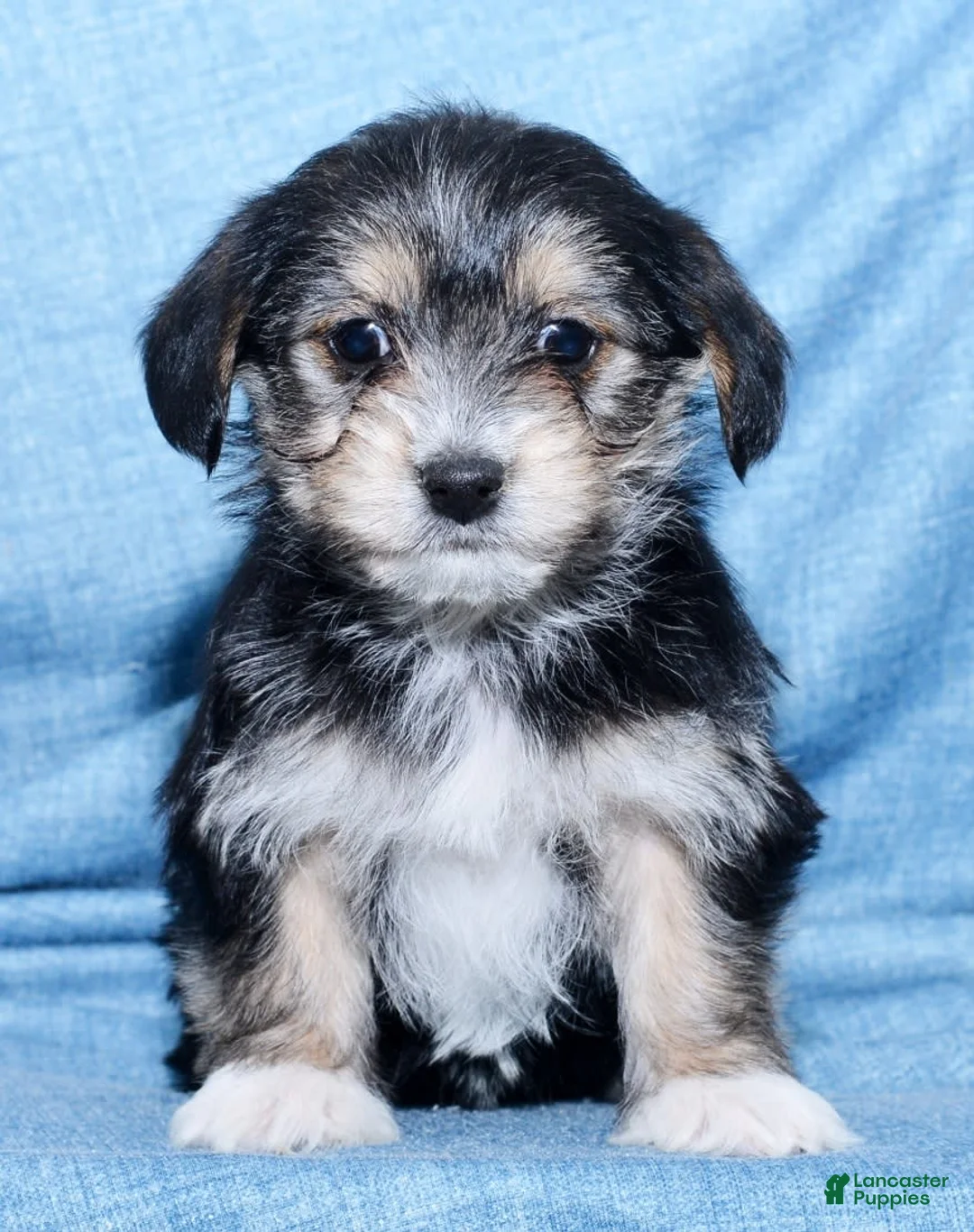 Gallery Image {{count}}