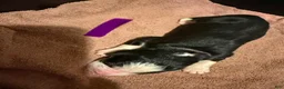 Bernese Mountain Dog dogs for sale: Purple - Ad 14
