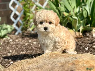 Maltipoo dogs for sale: Charlie - Ad 2