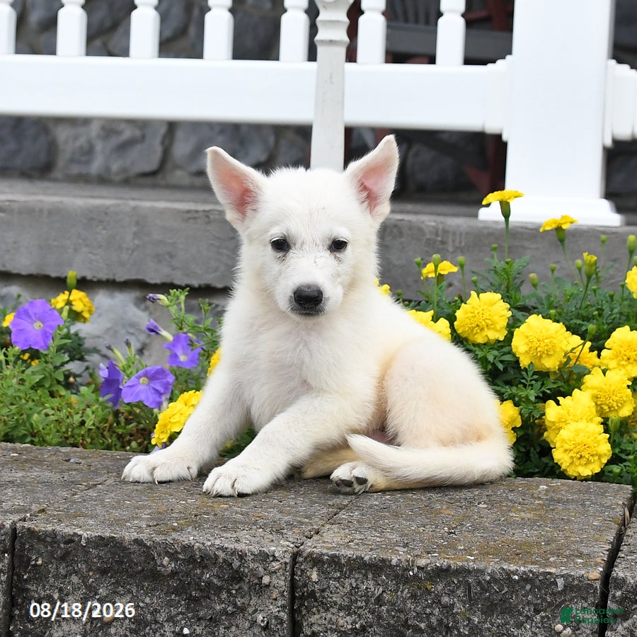 German Shepherd dogs Milo - Ad 1