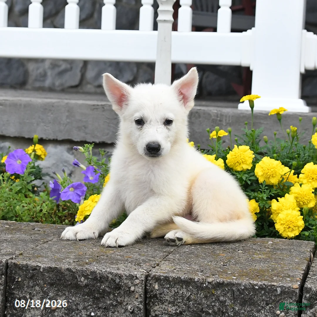 German Shepherd dogs for sale: Milo - Ad 1