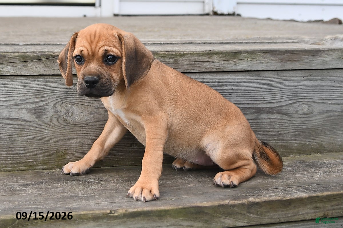Puggle dogs Sophie - Ad 2