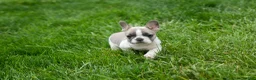 French Bulldog dogs for sale: Ava Belle (Lilac Fawn & White) - Ad 3