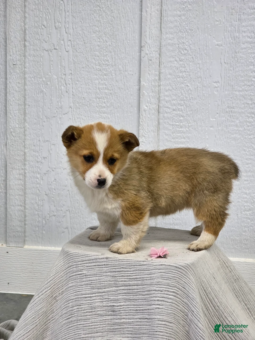 Welsh Corgi Pembroke dogs for sale:  Molly - Ad 2