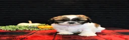 Shih Tzu dogs for sale: Benny - Ad 4