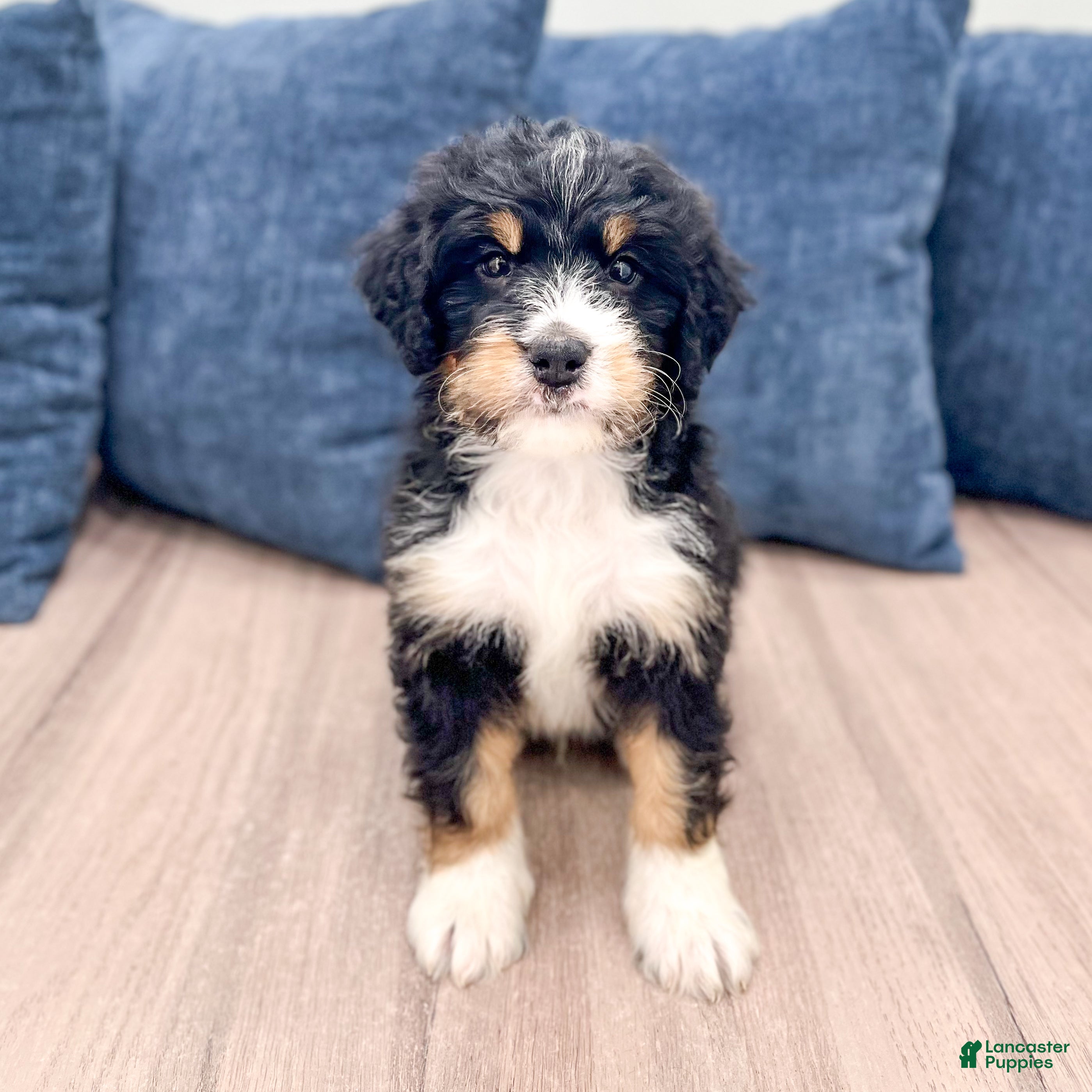Mini Bernedoodle dogs Jasper - Ad 2