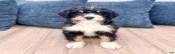 Mini Bernedoodle dogs for sale: Jasper - Ad 2