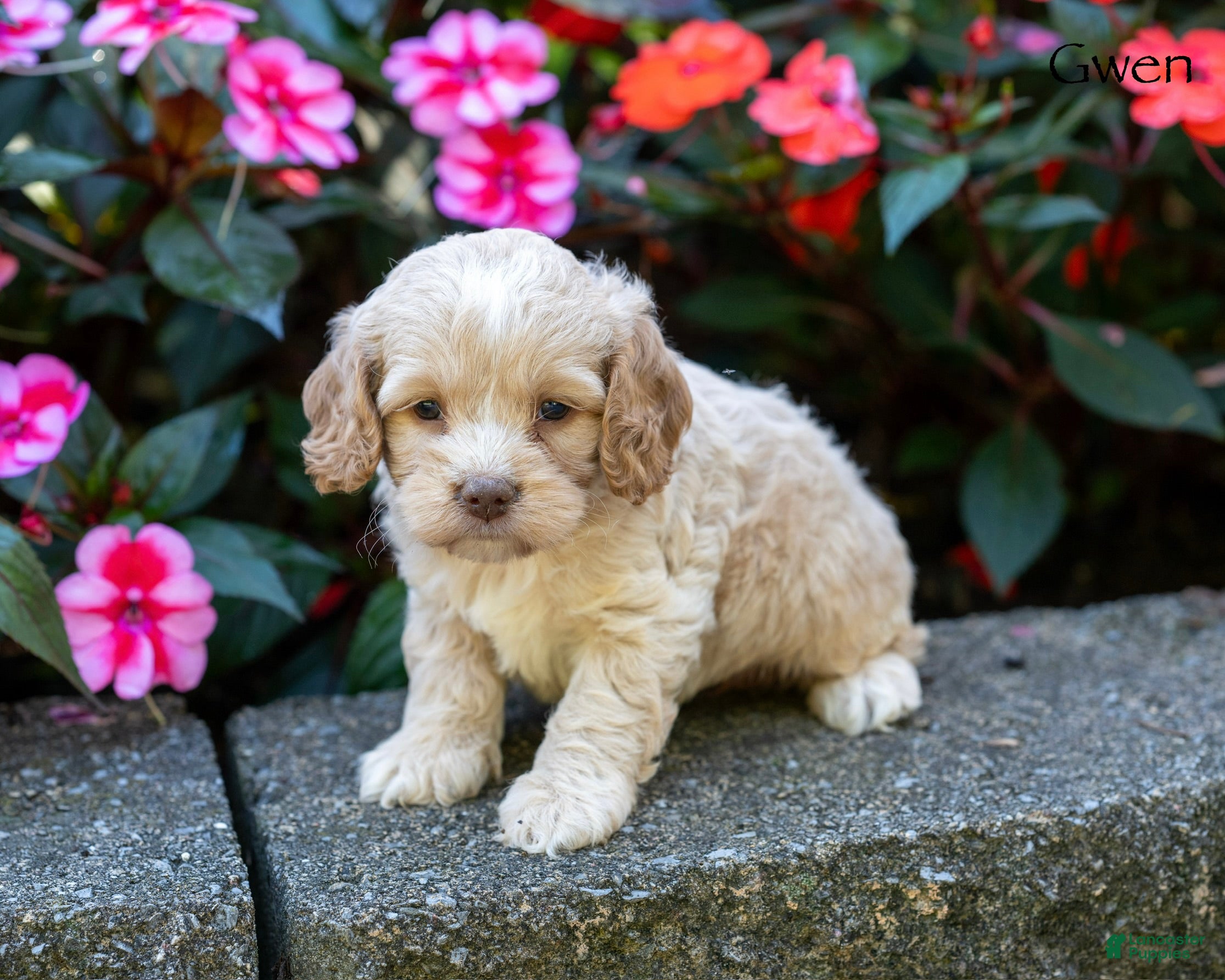 Cockapoo dogs Gwen - Ad 1