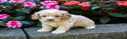 Cockapoo dogs for sale: Gwen - Ad 1