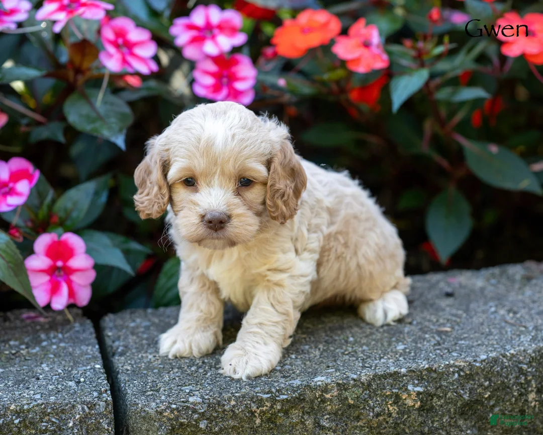 Cockapoo dogs for sale: Gwen - Ad 1