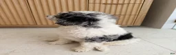 Miniature Poodle dogs for sale: Goose  - Ad 3