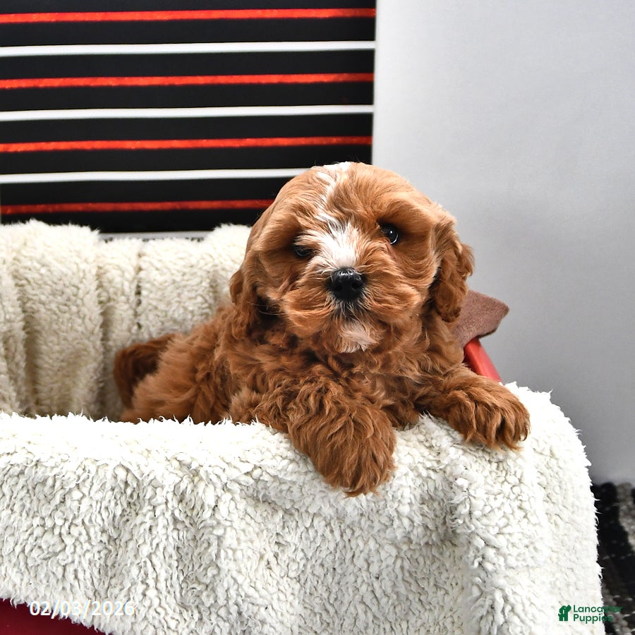 Cavapoo dogs Skipper - Ad 2