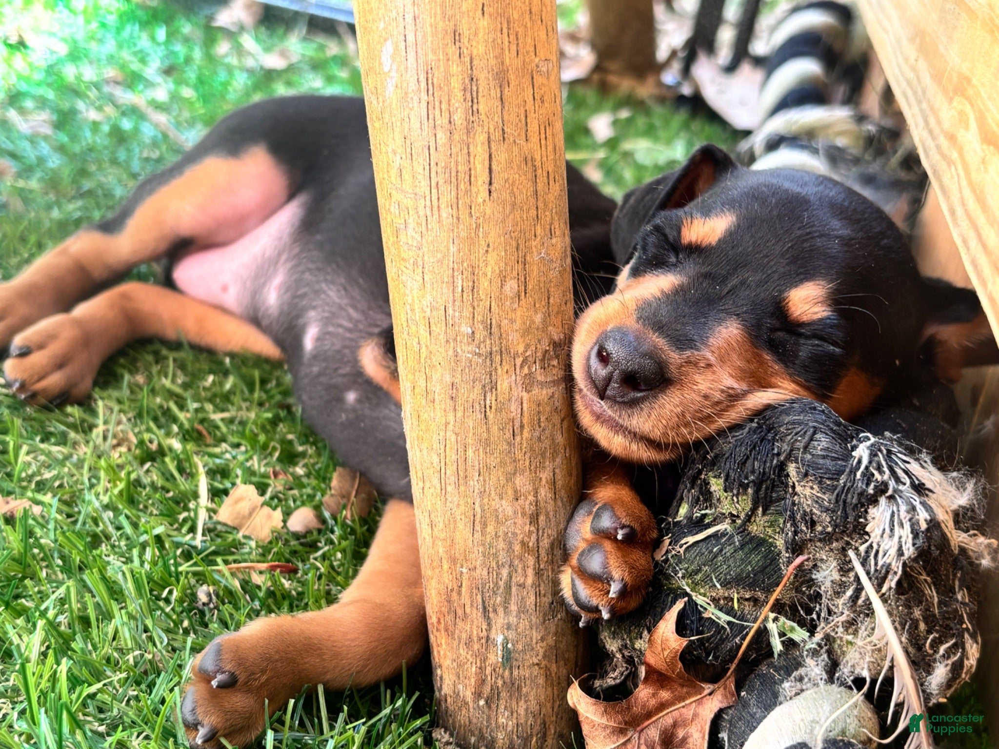 Miniature Pinscher dogs Miniature Pinscher 1 (plum) - Ad 1