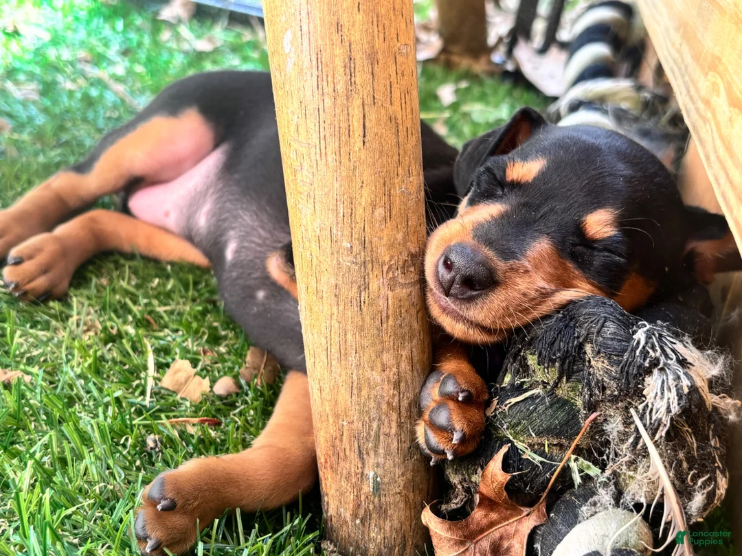 Miniature Pinscher dogs for sale: Miniature Pinscher 1 (plum) - Ad 1