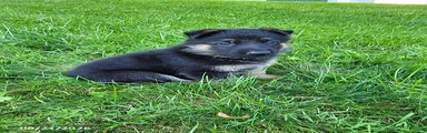 Jack