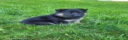 German Shepherd dogs for sale: Jack - Ad 5